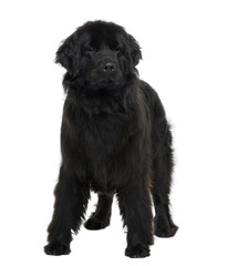 Newfoundland puppy, standing in front of white background