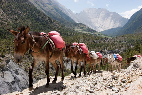 Muli Karavane - Nepal