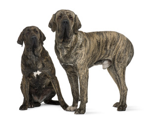Brazilian Mastiff or Fila Brasileiro dog, standing and sitting