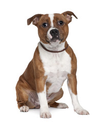 Stafford Bull Terrier, sitting in front of white background