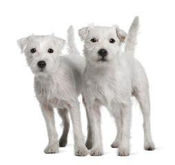 Two Parson Russell Terriers standing against white background