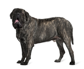 Mastiff, 16 months old, standing in front of white background