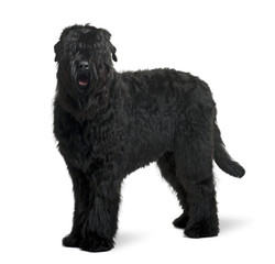 Black Russian Terrier, standing in front of white background