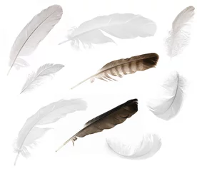 Selbstklebende Fototapete Hähnchen nine isolated feathers