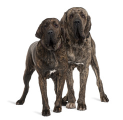 Fila braziliero or Brazilian Mastiffs, standing