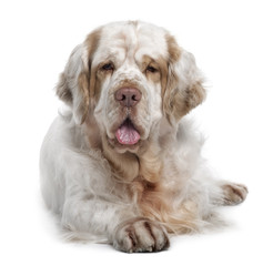 Clumber Spaniel dog, lying down in front of white background