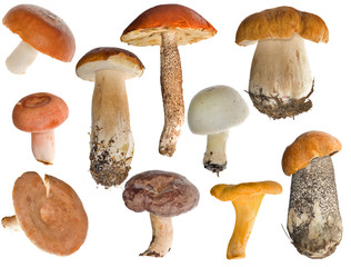 edible mushrooms collection