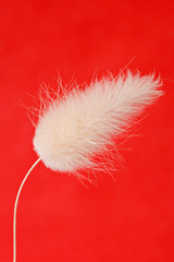 close up of  white fluffy plant ,isolated on red background