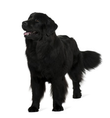 Newfoundland dog, standing in front of white background