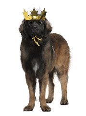 Leonberger dog wearing crown, 18 months old, standing