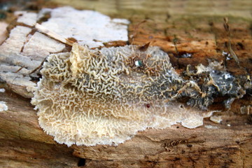 Baumpilz