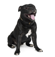 Staffordshire Bull Terrier, sitting in front of white background