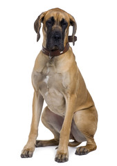 Obraz premium Great Dane, 1 year old, sitting in front of white background