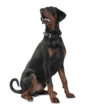 Doberman, sitting in front of white background