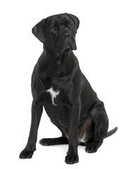 Cane Corso dog, sitting in front of white background