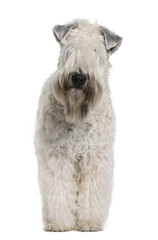 Soft-coated Wheaten Terrier, standing against white background