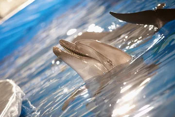 Schilderijen op glas Dolfijnen plezier © pressmaster