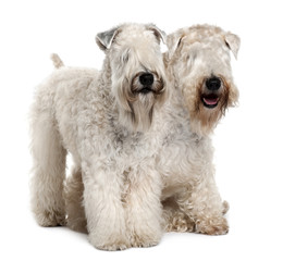 Two Soft-coated Wheaten Terriers, sitting