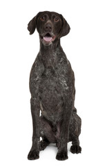 German Shorthaired Pointer, sitting in front of white background