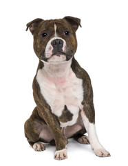 Staffordshire bull terrier, sitting in front of white background