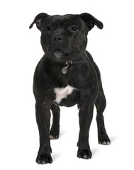 Staffordshire bull terrier, standing