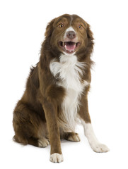 Border Collie, sitting in front of white background