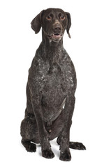 German Shorthaired Pointer dog, sitting