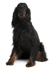 Gordon Setter dog, sitting in front of white background