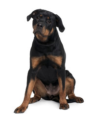 Doberman, sitting in front of white background