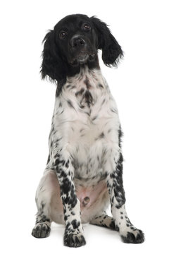 Münsterlander puppy, sitting in front of white background