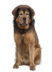 Tibetan mastiff, sitting in front of white background