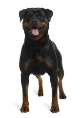 Rottweiler, 2 years old, standing in front of white background