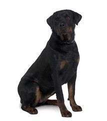 Obraz premium Rottweiler, 2 years old, sitting in front of white background