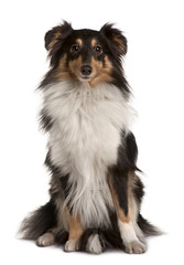 Shetland Sheepdog, sitting in front of white background