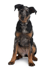 Beauceron dog, sitting in front of white background