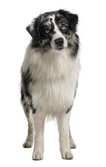 Australian Shepherd dog, standing in front of white background