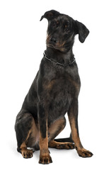 Beauceron dog, sitting in front of white background