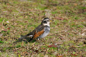 ツグミのアップ