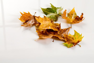 Herbst,Ahornblaetter auf weiss