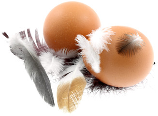 oeufs, plumes, fond blanc