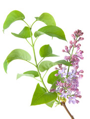 lilac flower background