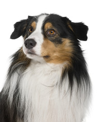 Australian Shepherd dog, in front of white background