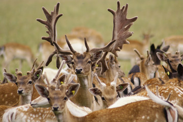 hirsch4 © Kathrin Konopka