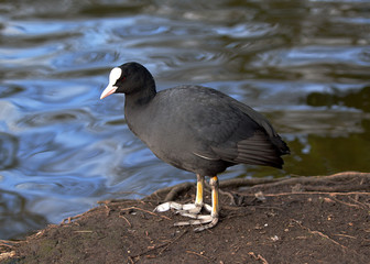 Coot