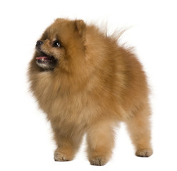 Pomeranian dog standing in front of white background