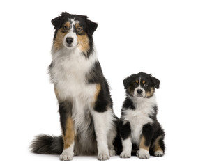 Two Australian Shepherd dogs, 1 year old and a puppy