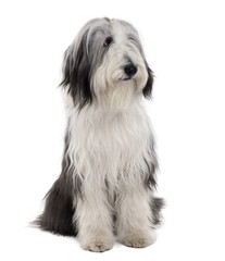 Bearded Collie, sitting in front of white background