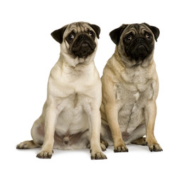Two young pugs, sitting in front of white background