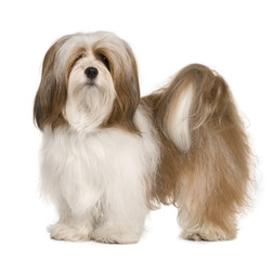 Lhasa apso, 1 year old, standing in front of white background - obrazy, fototapety, plakaty