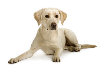 Labrador, lying down in front of white background